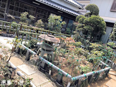徳島県鳴門市里浦町 牡丹寺 観音寺 裏庭 ぼたん 2017