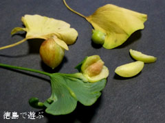境目のイチョウ オハツキイチョウ