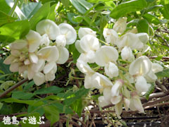 あま塚 白色の大フジ