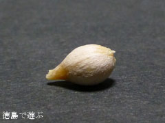 境目のイチョウ オハツキイチョウ