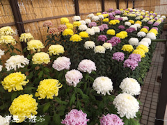 鴨島 菊人形 菊花展 2013