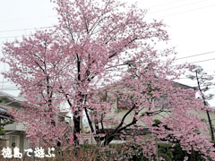 原田家住宅 蜂須賀桜
