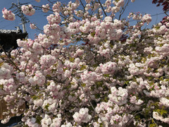 徳島県板野郡上板町 岡田製糖所 八重桜 2018