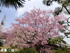 原田家住宅 蜂須賀桜 2013