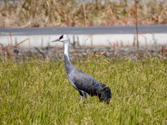 徳島県鳴門市大麻町 鍋鶴 ナベヅル 2018