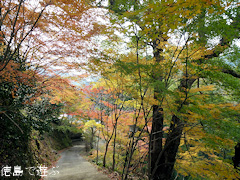 美郷 重楽寺 紅葉 2011