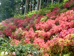 徳島県名西郡神山町 上分花の隠里 ツツジ 2015