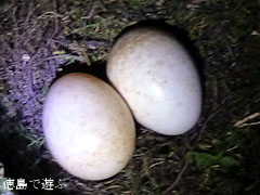 ヤマガラ 卵