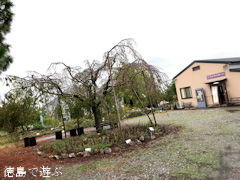 徳島県徳島市国府町 徳島大学 薬用植物園 2017