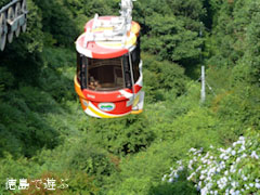 眉山ロープウェイ 紫陽花 あじさい