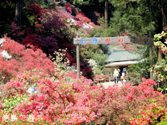 徳島県名西郡神山町 上分花の隠里 ツツジ 2016