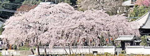 明王寺 しだれ桜