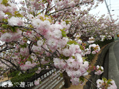 徳島県板野郡上板町 岡田製糖所 八重桜 2017