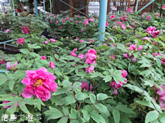 徳島県鳴門市里浦町 牡丹寺 観音寺 前庭 ぼたん 2015