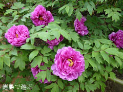 神宮寺 牡丹の古木 2012