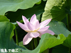 蓮の花