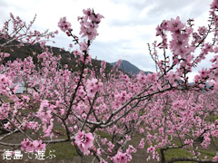 徳島県鳴門市大麻町 桃の花 2017