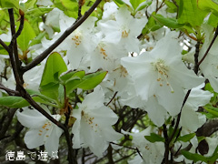 Æî¹â¾ë»³ ¥·¥í¥ä¥·¥ª ¥´¥è¥¦¥Ä¥Ä¥¸ 2013