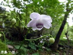 徳島県 神山町 岳人の森 レンゲショウマ 蓮華升麻 2014