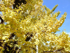 徳島県阿波市市場町大影 境目のイチョウ 紅葉 2017