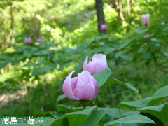 徳島県名西郡神山町 岳人の森 ベニバナヤマシャクヤク 2015