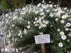 岳人の森 ナカガワノギク 那賀川野菊 2014