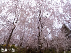 神山町上分 しだれ桜 2013