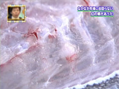 幻の鯛 鳴門の鯛