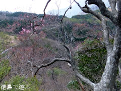 あけぼの峠 アケボノツツジ 咲き始め 2013