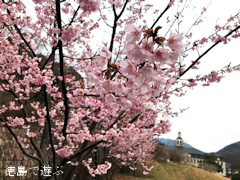 徳島県鳴門市大麻町 道の駅 第九の里 周辺 蜂須賀桜 2017