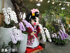 あんみつ館 お蘭見広場 秋の洋蘭展 2013 あんみつ姫