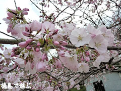 西部公園