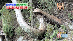 ナニコレ珍百景 徳島県 那賀町