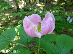 徳島県名西郡神山町 岳人の森 ベニバナヤマシャクヤク 2015