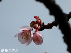 徳島県徳島市 両国橋東公園 寒桜 2015