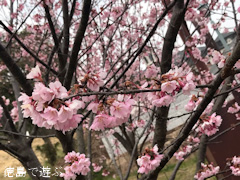 徳島県鳴門市大麻町 道の駅 第九の里 周辺 蜂須賀桜 2017