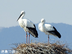 徳島県鳴門市 コウノトリ 市の鳥 指定 2018