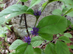 徳島県 神山町 岳人の森 2014年7月下旬 スズカケソウ