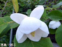 徳島県名西郡神山町 四国山岳植物園 岳人の森 オオヤマレンゲ 2015