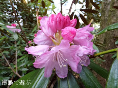 四国山岳植物園 岳人の森 シャクナゲ 2013