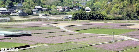 鬼籠野 レンゲ畑