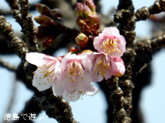徳島県徳島市 両国橋東公園 寒桜 2015