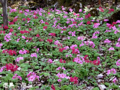 四国山岳植物園 岳人の森 シコクカッコソウ 2013