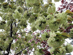 徳島県板野郡上板町 岡田製糖所 ウコン桜 2017