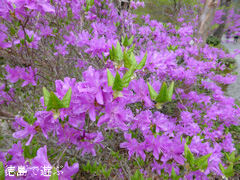 徳島県名西郡神山町 四国山岳植物園 岳人の森 ミツバツツジ 2014