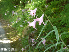徳島県那賀郡那賀町出羽 農村レストラン いづりは 2015