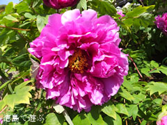 神宮寺 牡丹の古木 2013