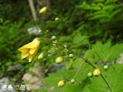 徳島県 神山町 岳人の森 キレンゲショウマ 黄蓮華升麻 2016