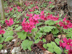 徳島県名西郡神山町 四国山岳植物園 岳人の森 シコクカッコソウ 2016