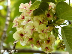 徳島県鳴門市 鳴門・大塚スポーツパーク ギョイコウ桜 御衣黄桜 2017
